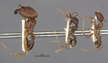 Media type: image;   Entomology 30789 Aspect: habitus lateral view